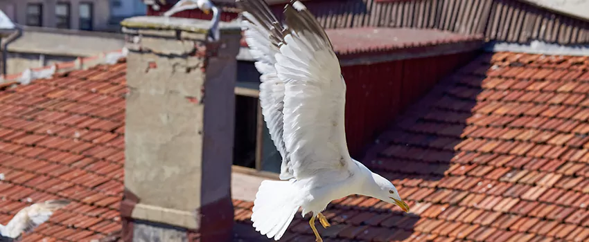 Residential Chimney Animal Removal Solution in Jenison, MI
